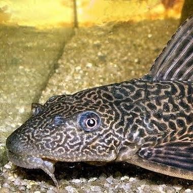 IKAN HIAS IKAN SAPU SAPU BLACK PEMBERSIH LUMUT AQUARIUM