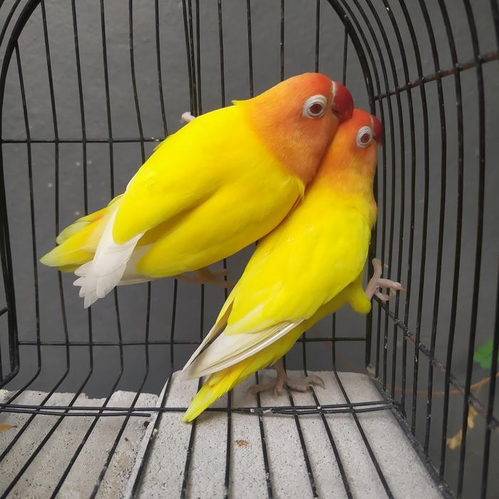 Burung Lovebird Lutino Mata Merah Paud Sepasang