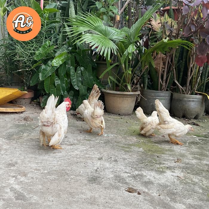 anakan ayam kate sepasang silangan serama umur 4bulan