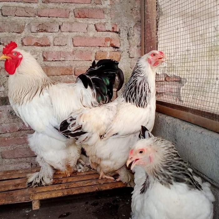 Ayam Brahma Light Indukan Sepasang