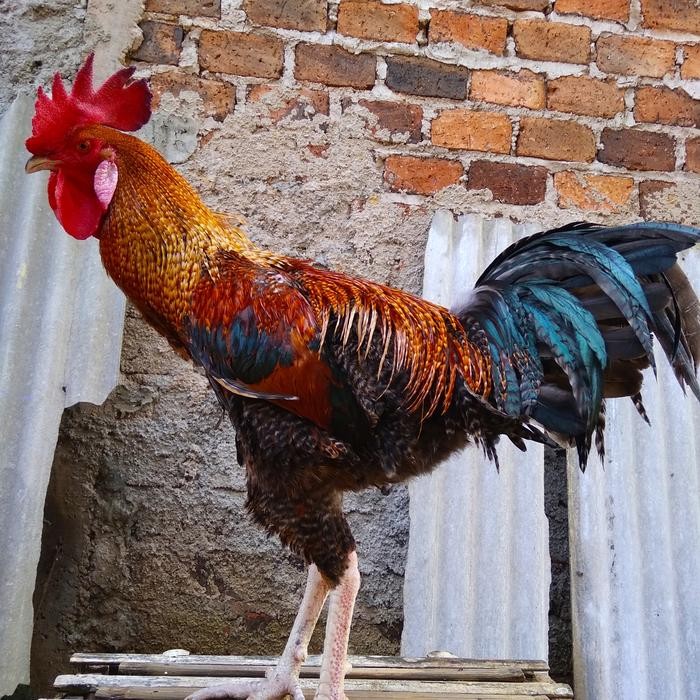 Paket 2 pasang ayam pelung dewasa