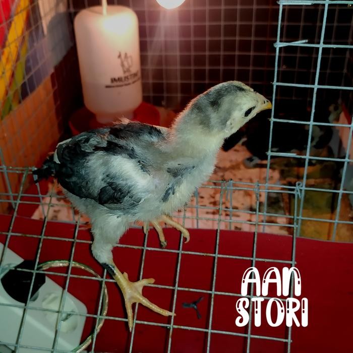 Doc Ayam Bangkok - Ayam Bangkok Petarung - Usia 3minggu+ - AanStori