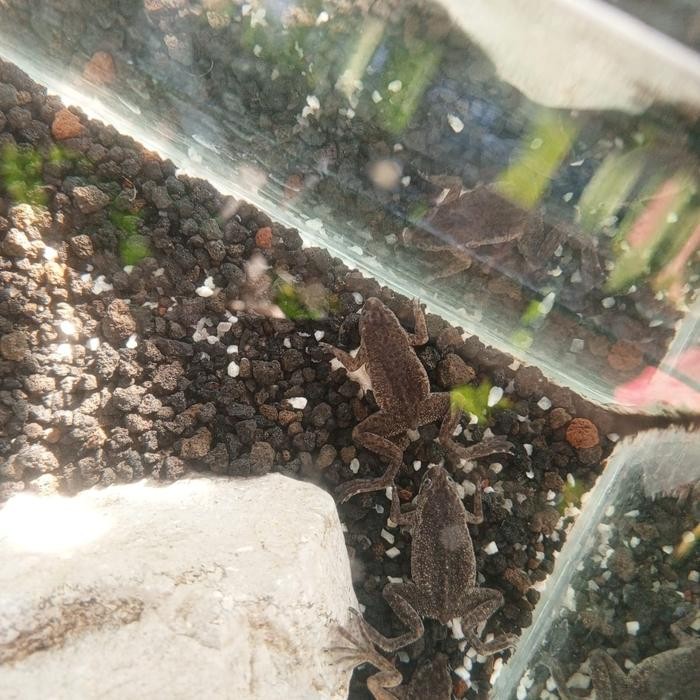 KODOK NEGRO (AFRICAN BLACK DWARF FROG) TERMURAH