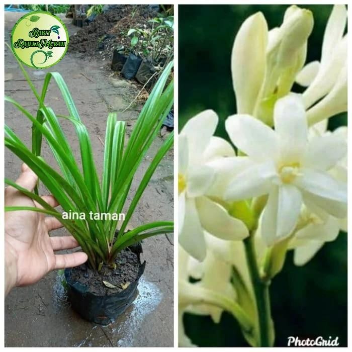 Bibit bunga sedap malam super wangi murah