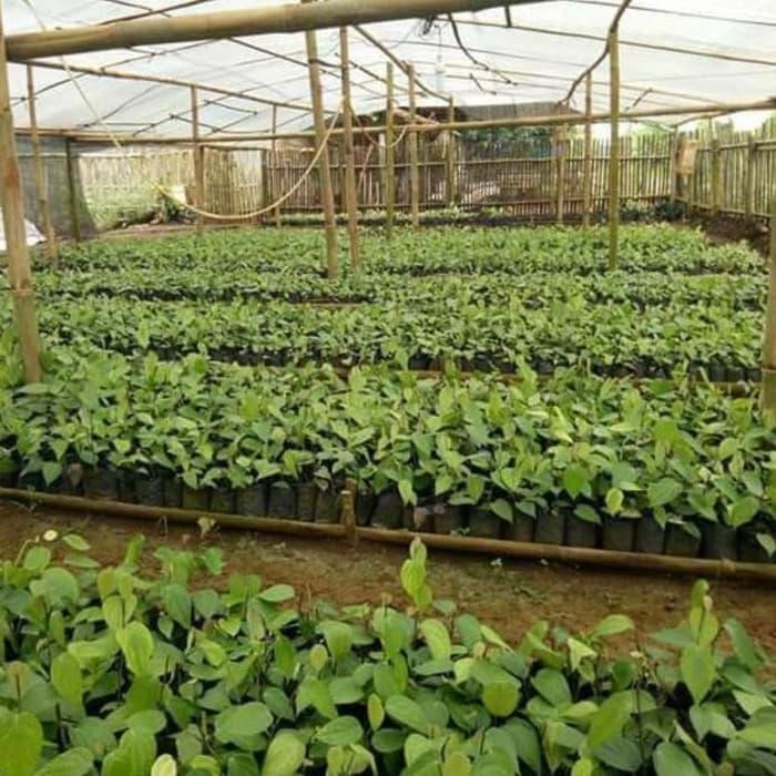 Bibit Buah Lada Merica Perdu Stek