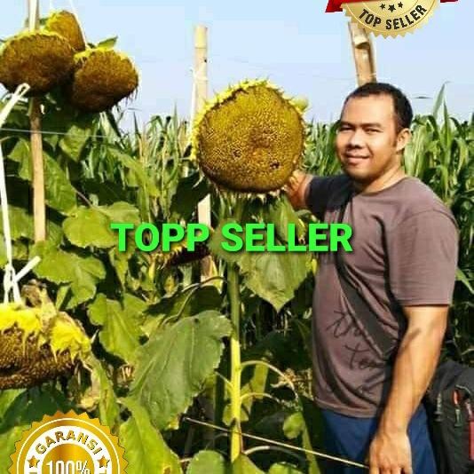 70 biji benih bibit bunga matahari super besar