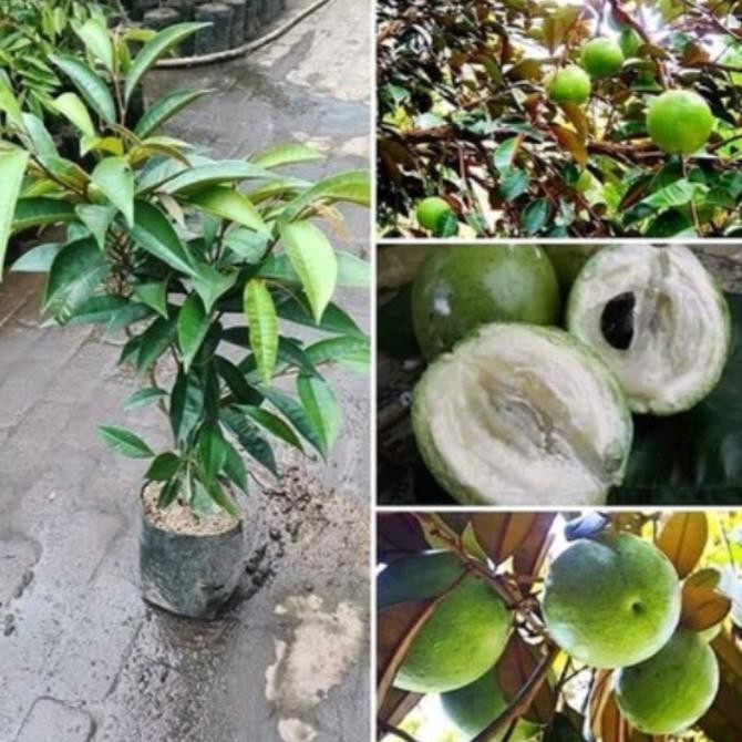 Bibit kenitu hijau okulasi