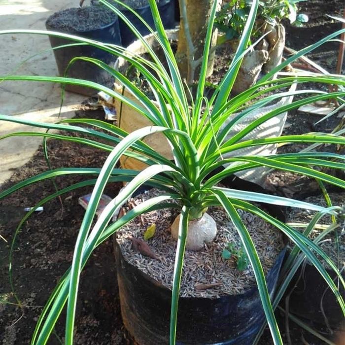 Tanaman Nolina Single