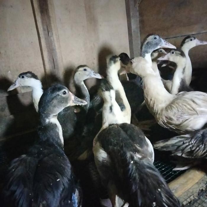 

Baru Bebek Entog 1 Ekor 1,5kg