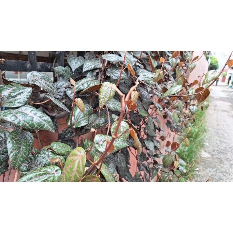 

Daun Sirih Merah Segar dan Fresh