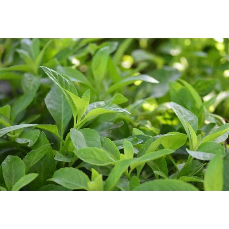 

DAUN AFRIKA HERBAL ALAMI HIPERTENSI, DIABETES, KANKER