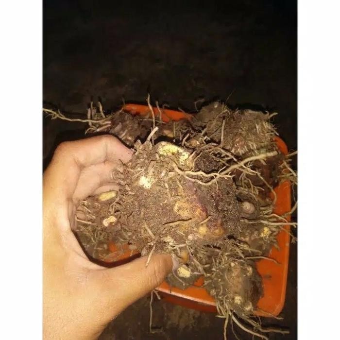 bonggol keladi ganesha wilis