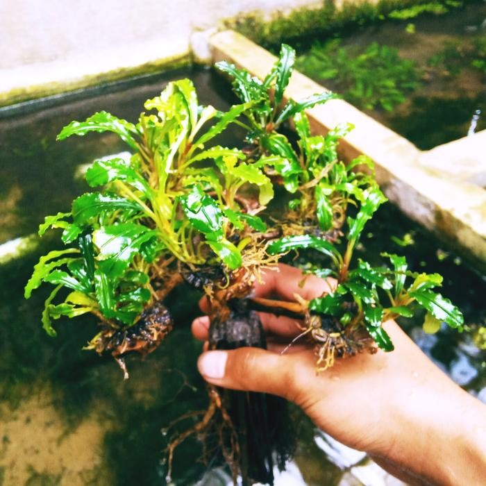 Siap Kirim Bonsai Bucephalandra Aquascape