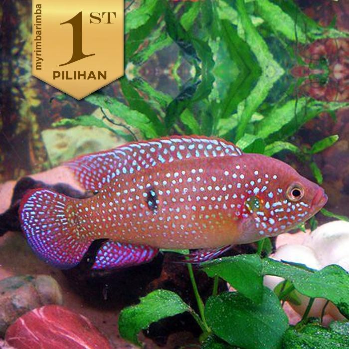 Siap Kirim Red Jewel Cichlid - Ikan Hias Aquarium Aquascape Tanaman Air