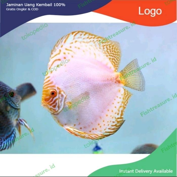 Siap Kirim Ikan Discus White Butterfly Aquarium