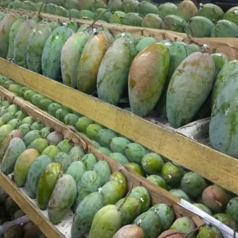 

NATURE- Buah Mangga Thailand / Kiojay Fresh Manis