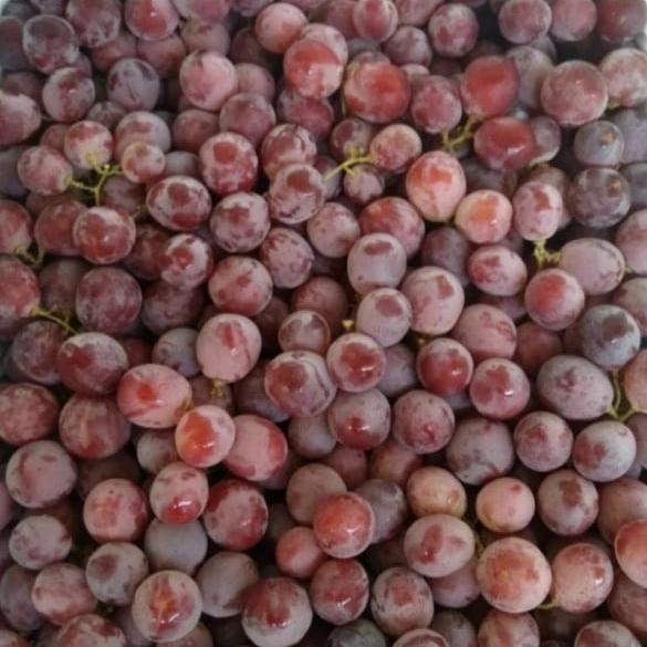 

NATURE- Buah Anggur Red Globe Fresh(500 Gram)