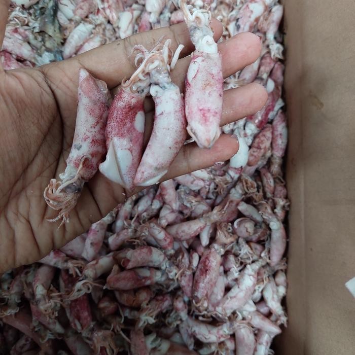 

Siap Kirim Cumi Baby Asin 10kg - Ikan Asin Cumi Baby Grosir