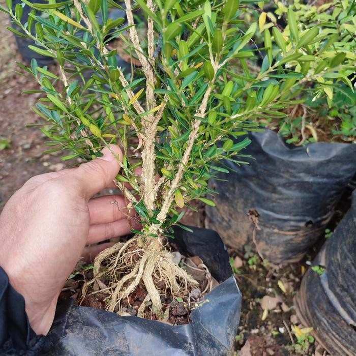 BOXUS BAHAN BONSAI MAME AKAR MUTER