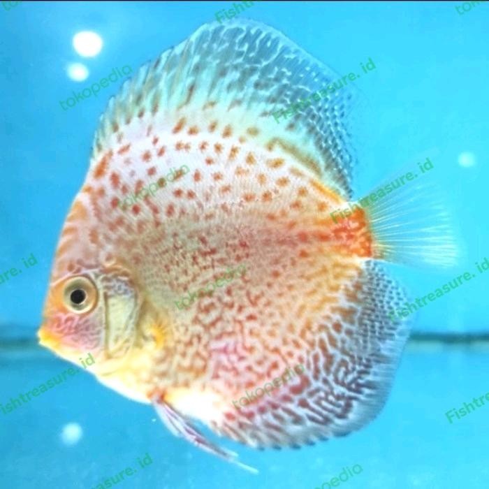 Hot Sale Discus Stardust White Snake Mulai Ukuran 1 Cm (