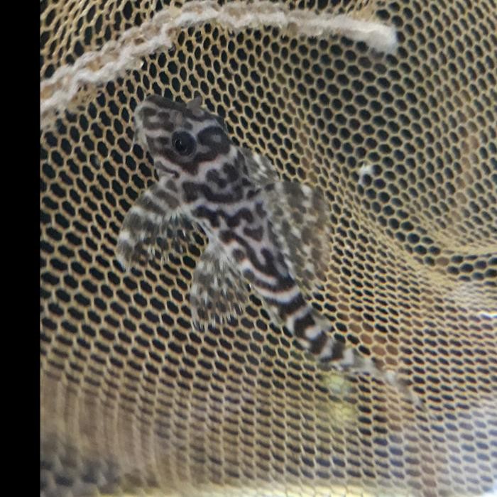 Bisa Grab Pleco L236