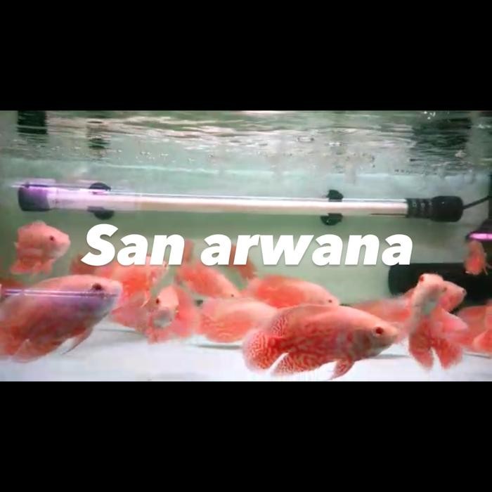 Oscar Paris Albino Batik Tiger Thailand