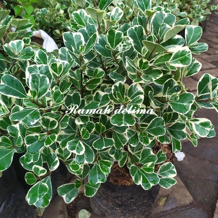 

tanaman beringin kupu-kupu