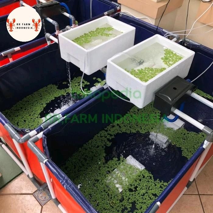 

paket lengkap kolam fulset + isi lobster ( khusus pemula budidaya)