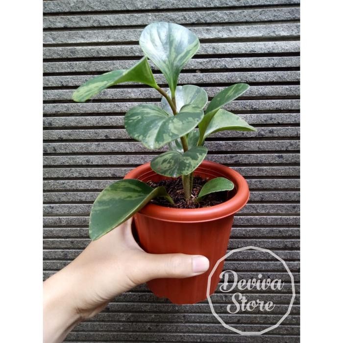 

Peperomia Obtusifolia Variegata Tanaman Hias Peperomia Plus Pot Cantik