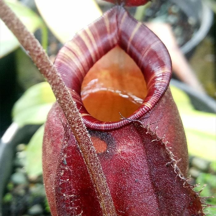 

viking x amullaria bm/kantong semar/nepenthes/tanaman karnivora/hias