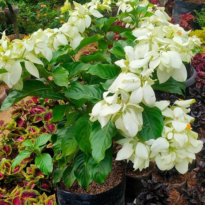 

pohon nusa indah jumbo bunga putih