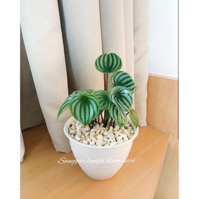 

TANAMAN HIAS PEPEROMIA WATER MELON + POT PUTI DAN BATU HIAS
