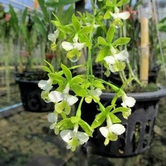 

Anggrek Epi Stamfordbiana Alba