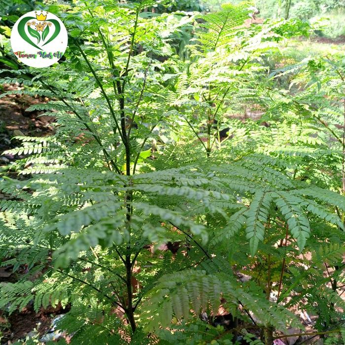 

Tanaman Hias pohon Jakaranda 1 meter cakaranda