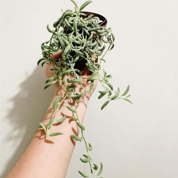 

Tanaman hias string of banana +pot