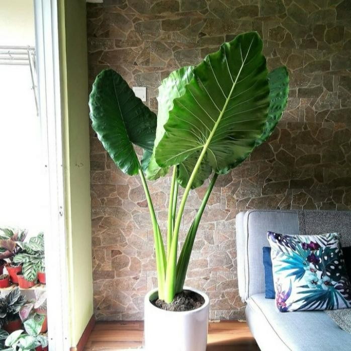 

Tanaman Hias Daun Sente Besar// Daun sente super 1meter