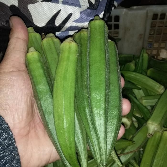 

LUXEHEALTH- Sayur Okra Bandung.Kualitas Super
