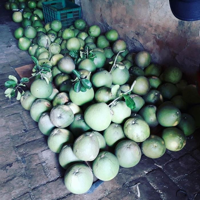 

BUAH JERUK BALI MADU SEGAR DAN MANIS 1,2-1,6kg