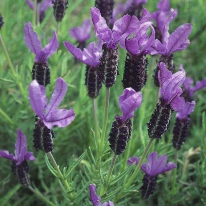 Tanaman Hias Mexican Lavender