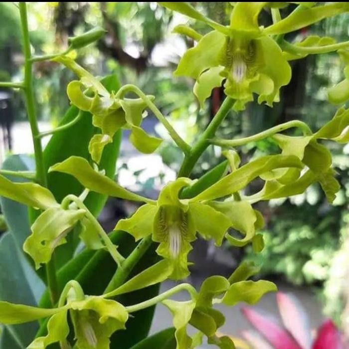 Anggrek Dendrobium Caesar Green dewasa
