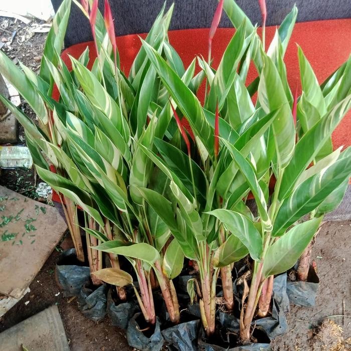tanaman hias heliconia variegata - pohon pisang pisangan varigata