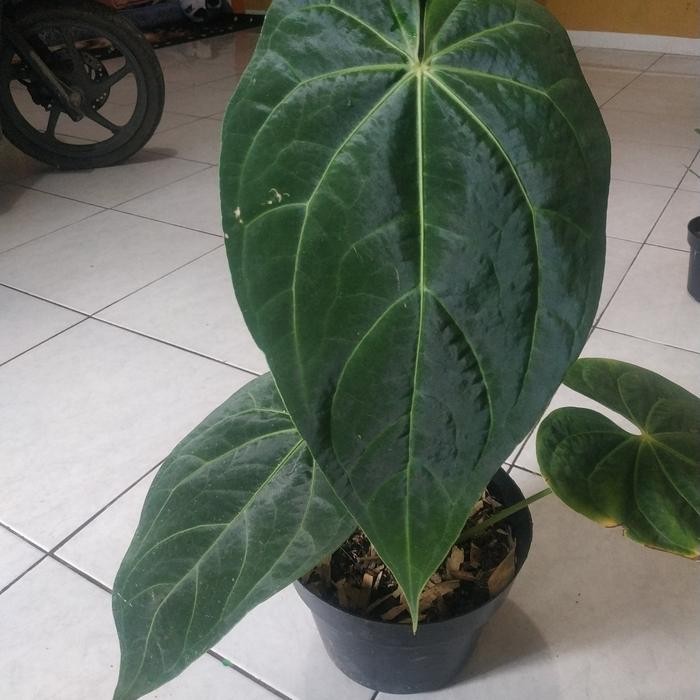 tanaman hias kuping gajah indukan Regale raksasa 4 helai daun