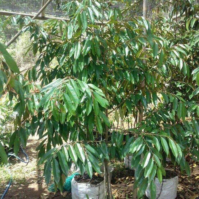 durian dongkelan musangking,bawor,duri hitam kaki 3