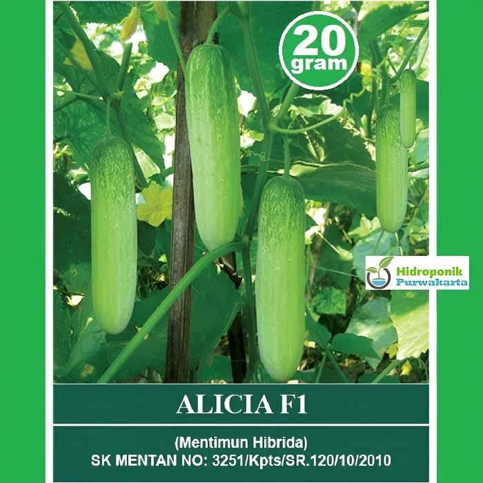Benih Mentimun Timun Alicia F1 Hibrida Lalap Cap Mutiara Bumi Isi 20 Gram