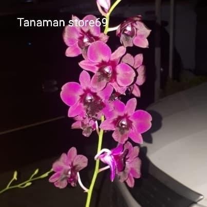 Tanaman hias Anggrek Dendrobium BLACK CAT / Anggrek Dendrobium
