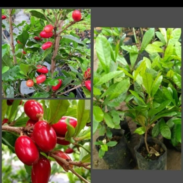 bibit pohon miracle fruit/buah ajaib