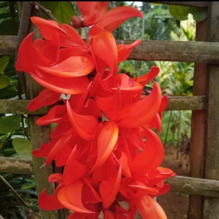 Flame of Irian/bibit tanaman flame of irian