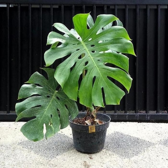 tanaman hias monstera king monstera king