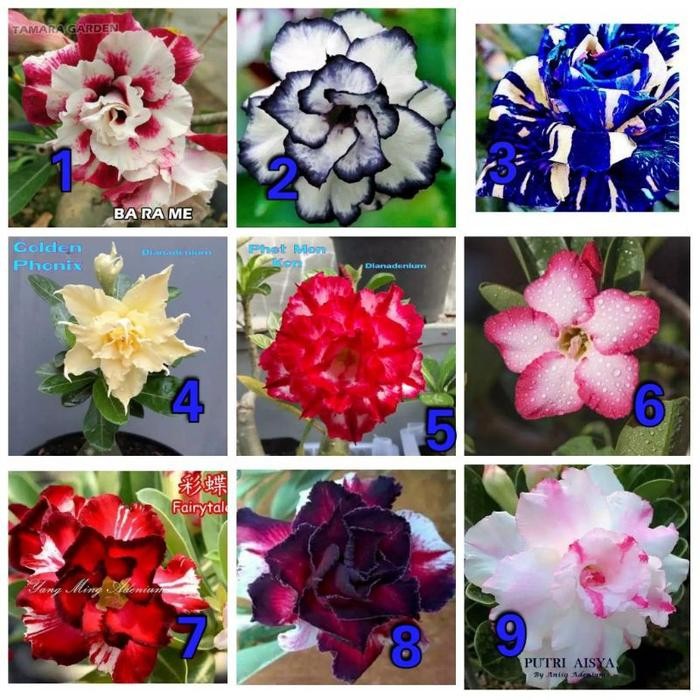 Paket 9 Bunga Adenium Kamboja - bunga hias adenium - bunga hidup - tanaman hias hidup