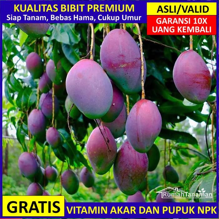 Bibit Mangga Irwin Unggul Ber, Pohon Mangga Irwin Valid